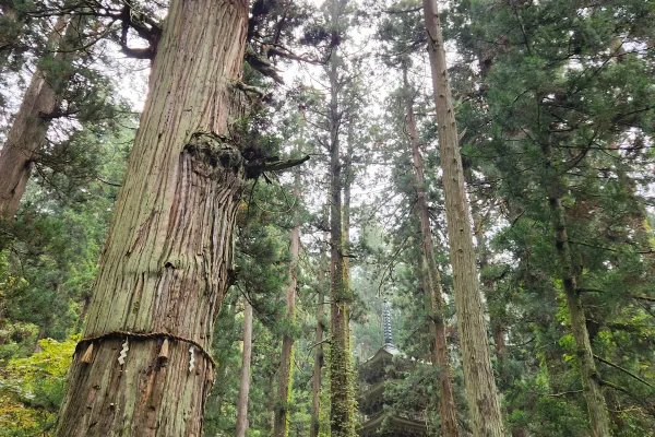 Ancient 1000-year-old tree Jiji-sugi next to the five-story pagoda
