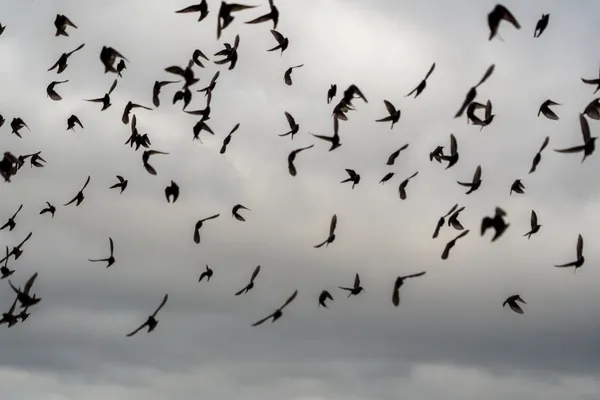 Birds flying under blue sky - the mind's constant movement